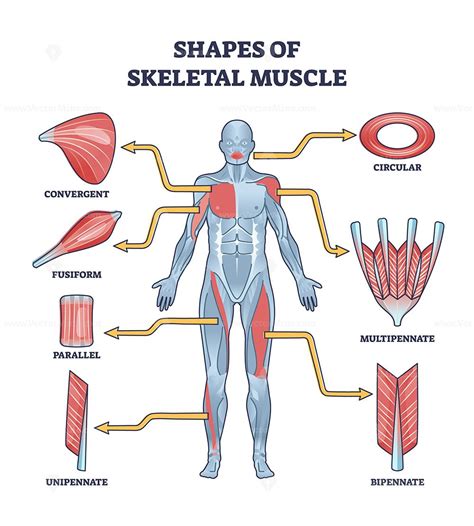 muscle illustration|picture of skeletal muscle.